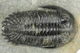 Prone Hollardops Trilobite Fossil - Orange Eye Facets #346542-1